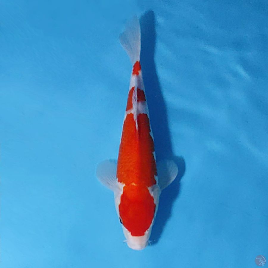 F27CM
