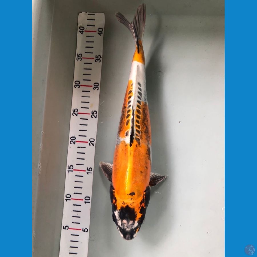 kiko 36cm