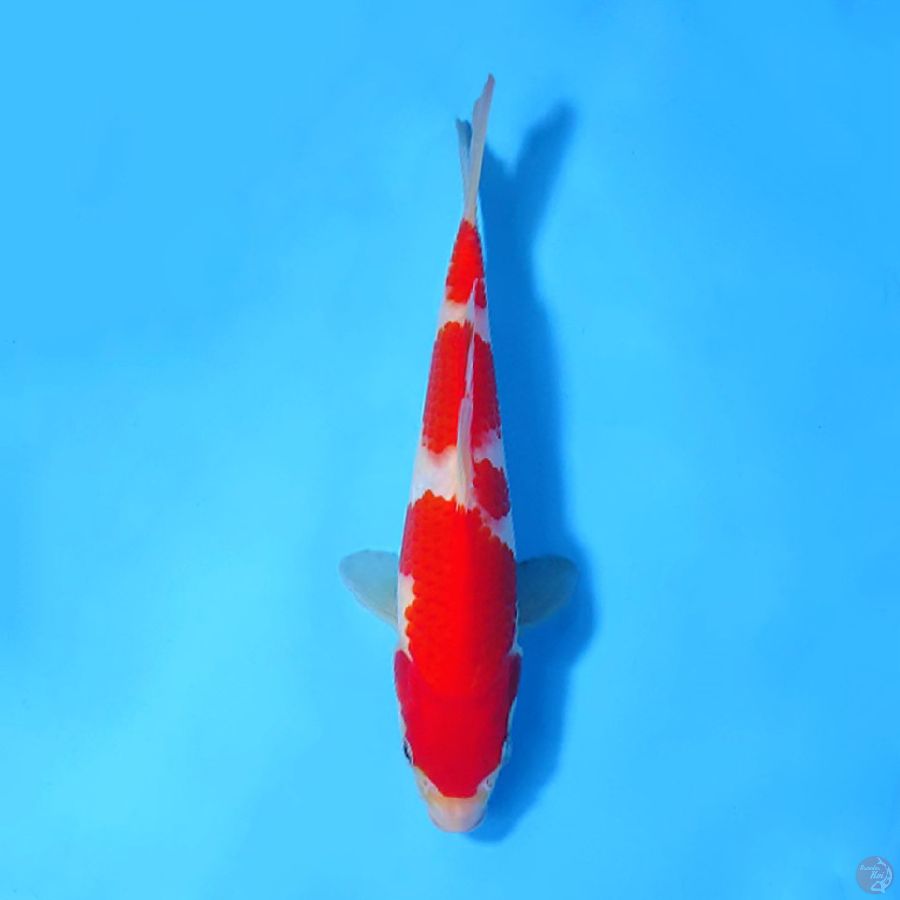 F20CM KOHAKU 3 STEP