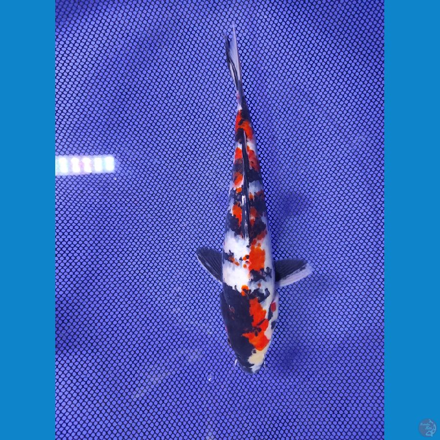 28cm sanshoku