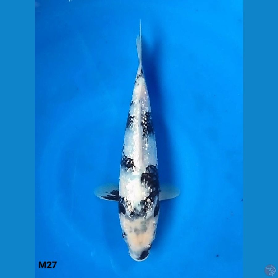 Kingindrin B 27 M