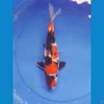 showa 32cm/female