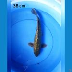 Soragoi ginrin male 38 cm jumbo