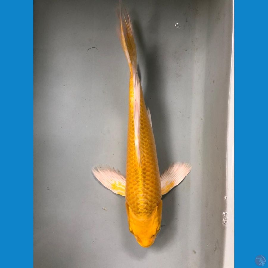 ogon kumpay 31cm