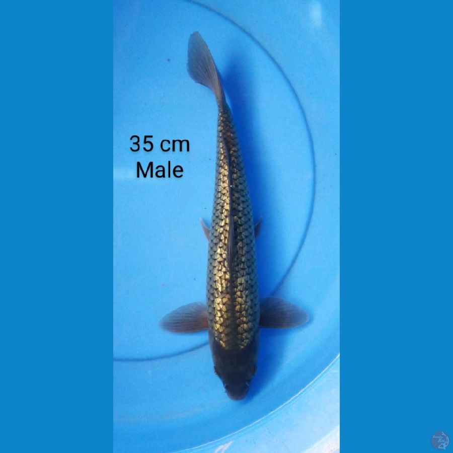 black diamond male 35 cm