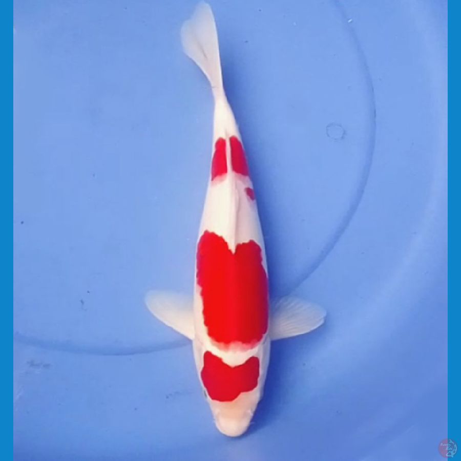 SQ KOHAKU PERFECT 34cm