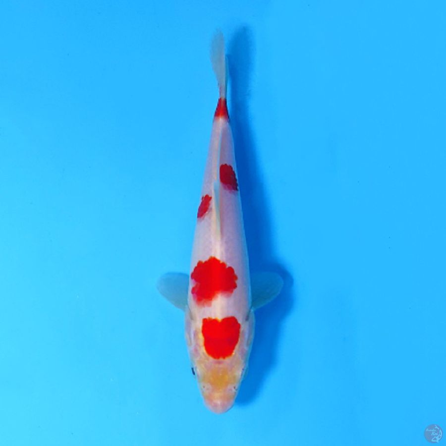 F18CM  KOHAKU DALMANTION