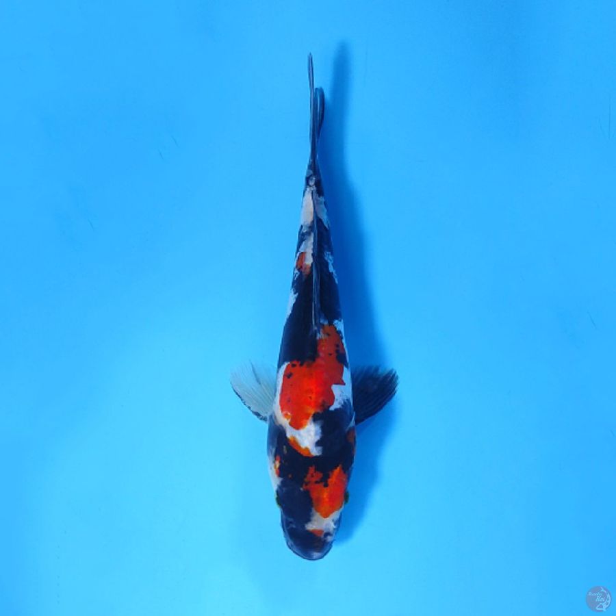 F21CM DOITSU SHOWA