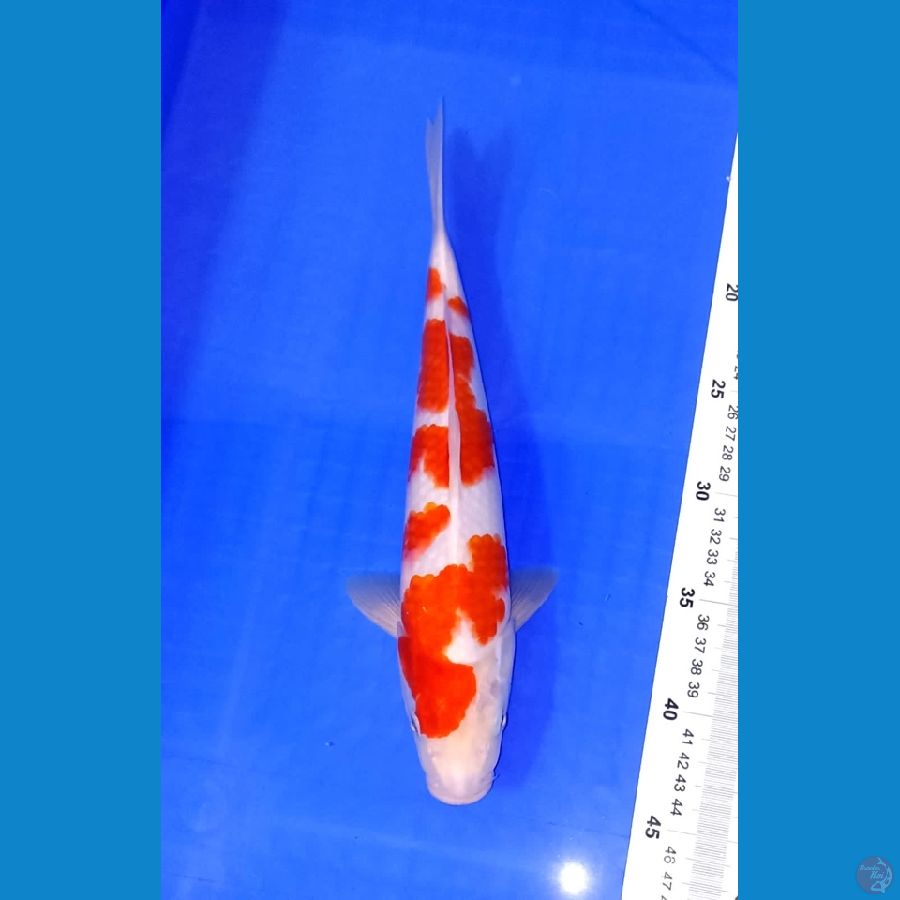kohaku 32 cm