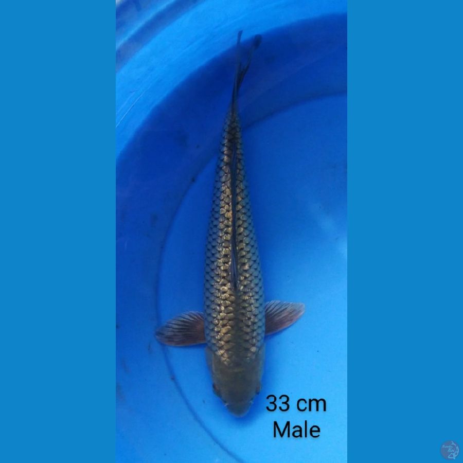 black diamond male 33 cm