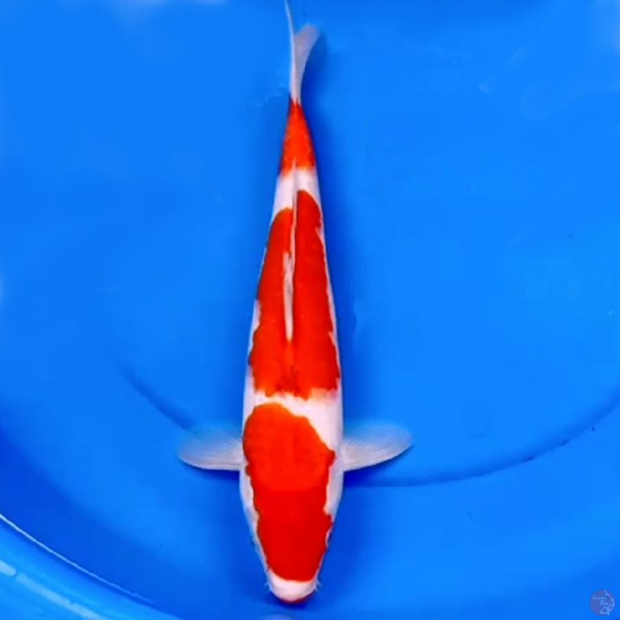 Sandan Kohaku Simetris 36cm