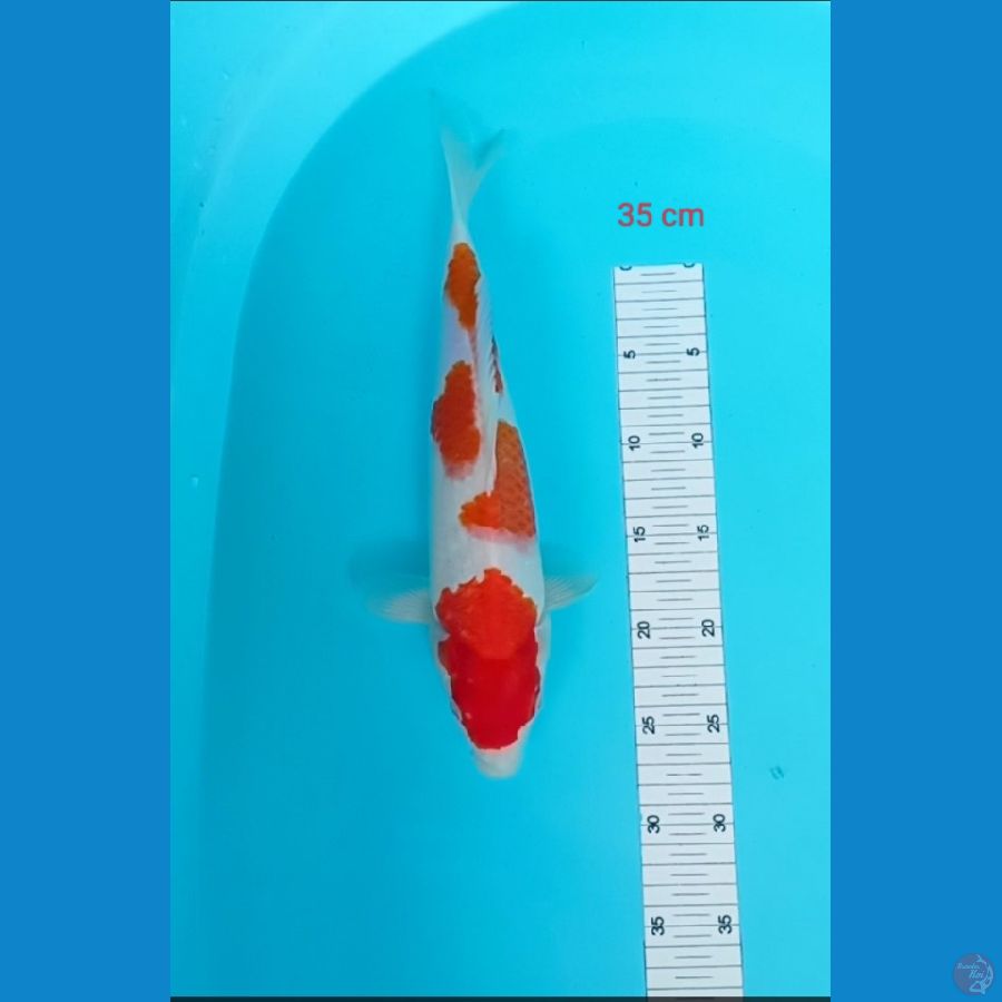 kohaku 35 cm