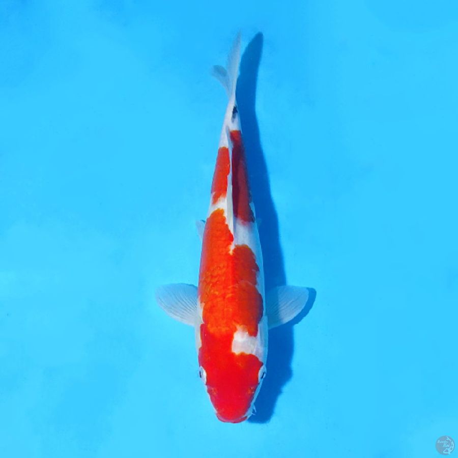 F35CM SANKE