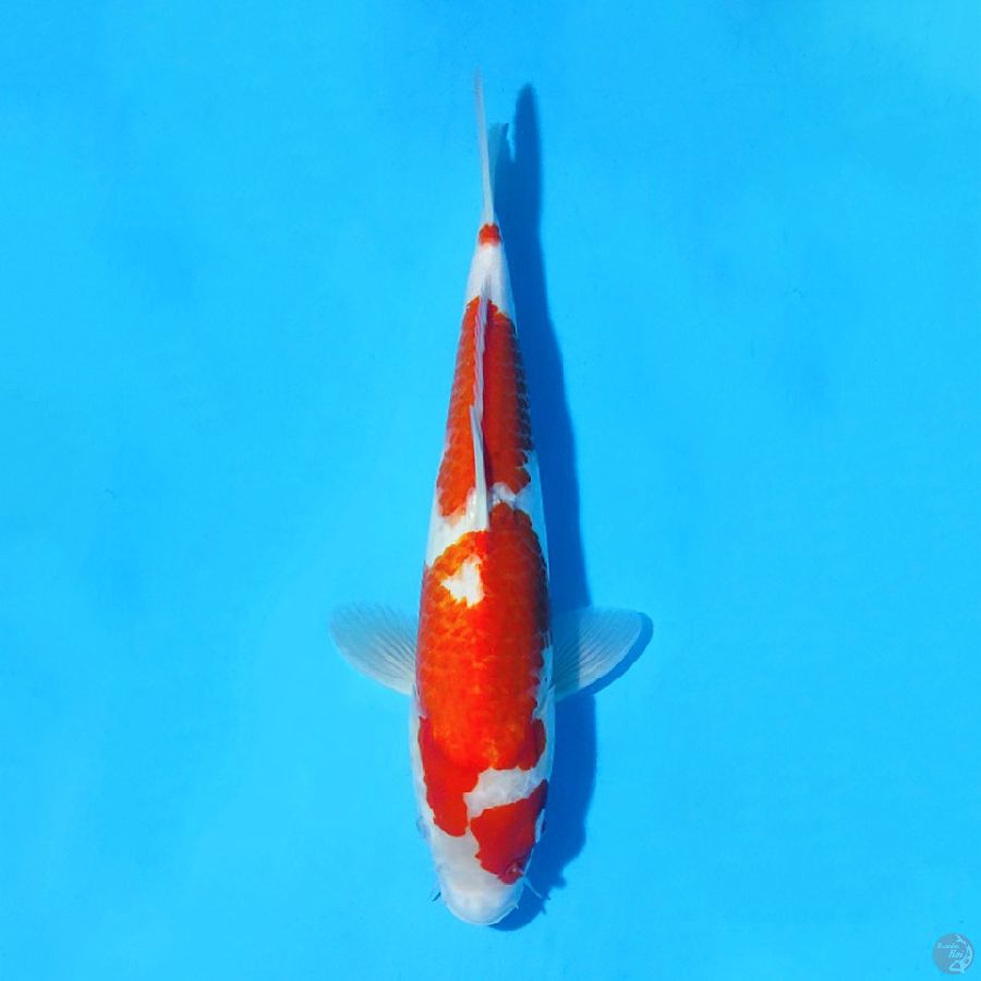 M34CM KOHAKU ORIGINAL