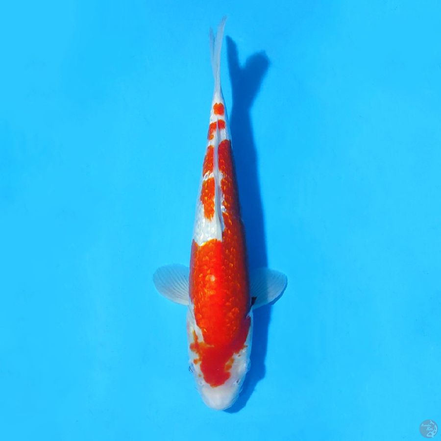 M31CM GINRIN KOHAKU