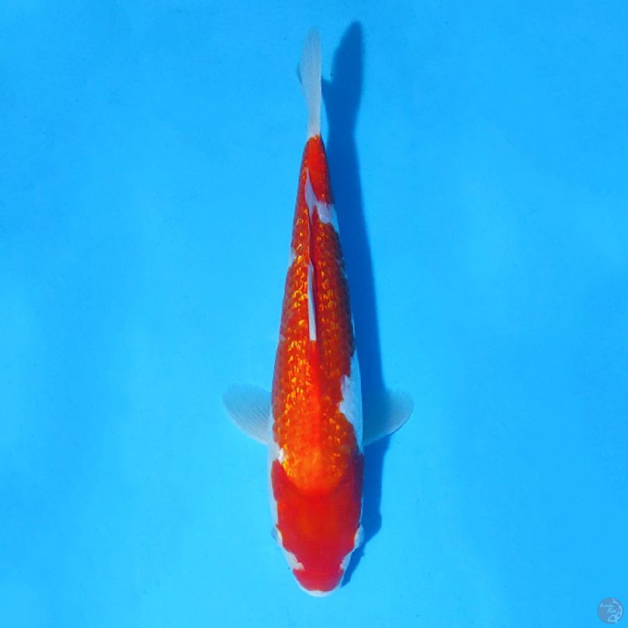 F30CM GINRIN KOHAKU
