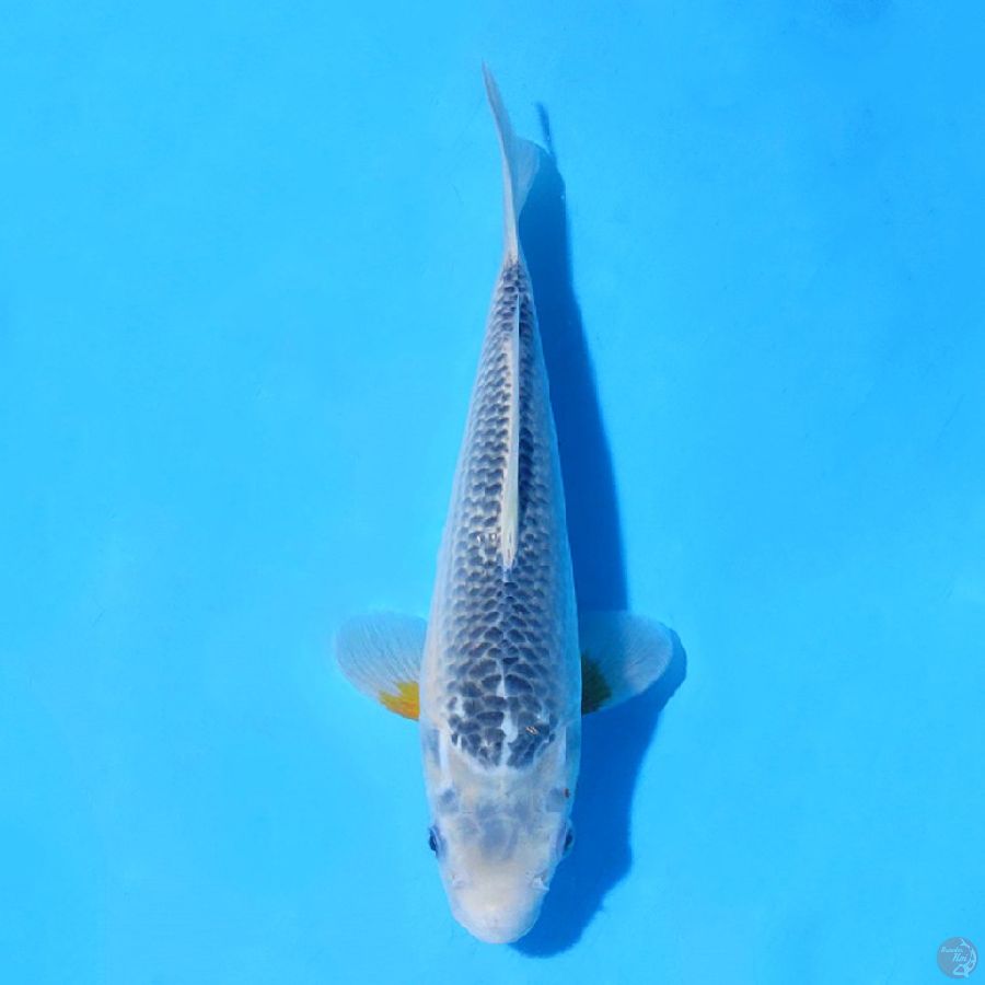 F28CM ASAGI
