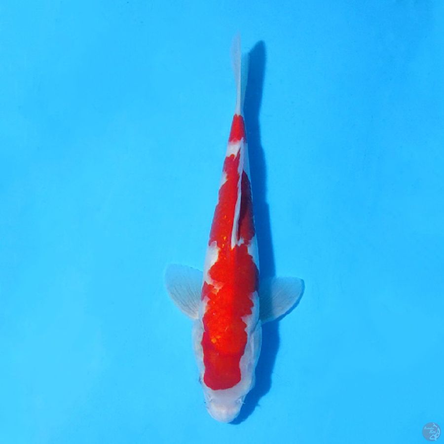 M27CM RED KOHAKU