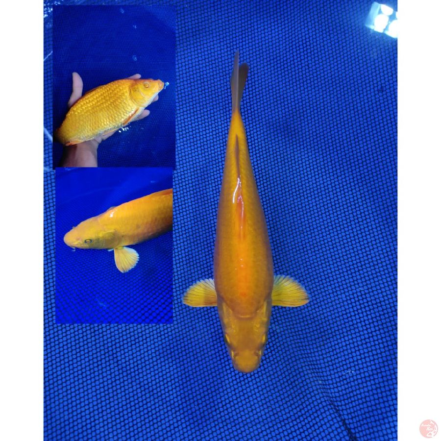28cm matamerah