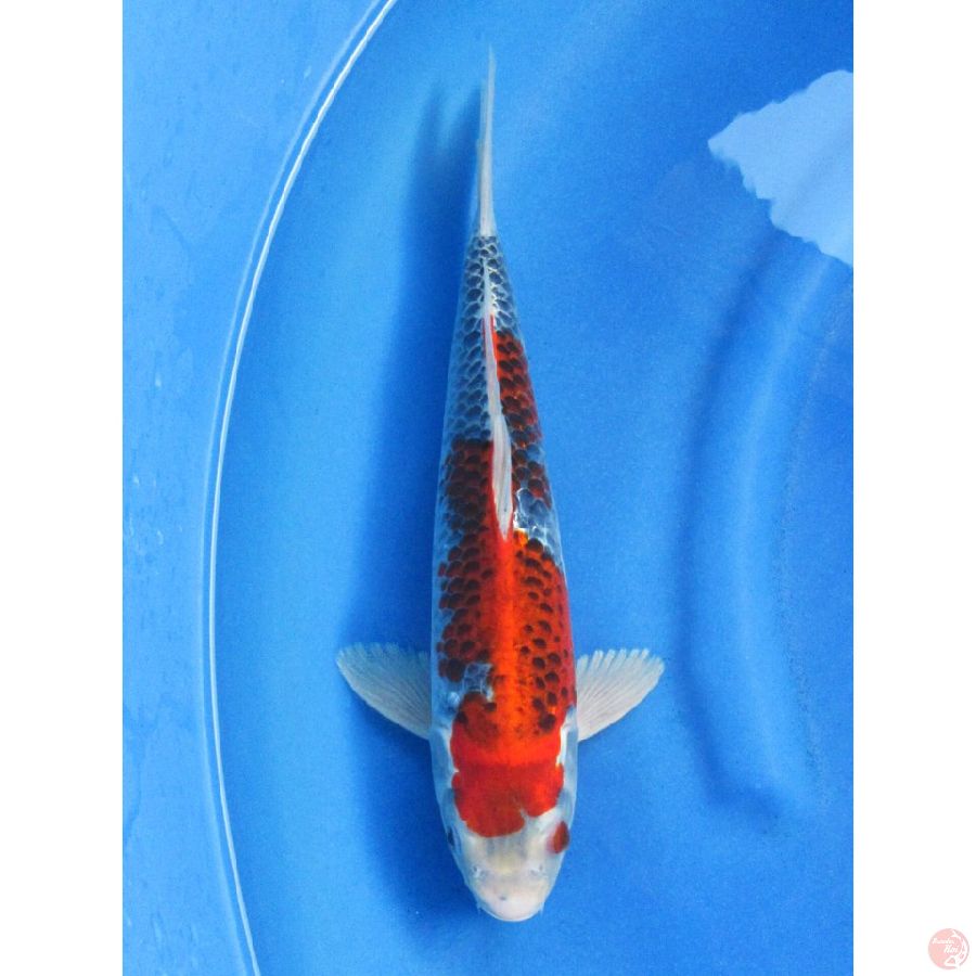 Red Ghosiki - 35cm