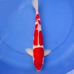 38cm F1 SUPER STRONG KOHAKU