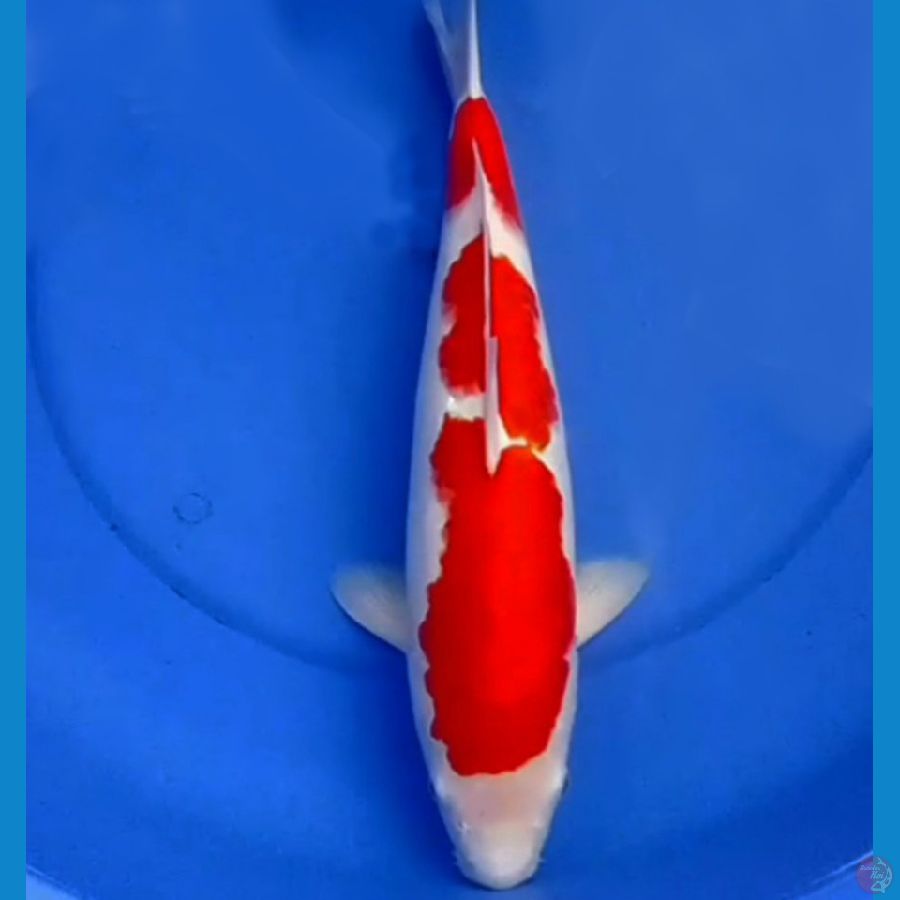 42cm SQ JUMBO KOHAKU