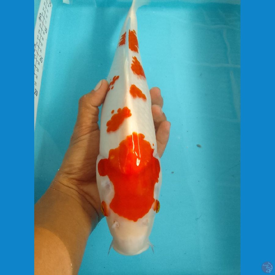 sakura 38cm gendong telur