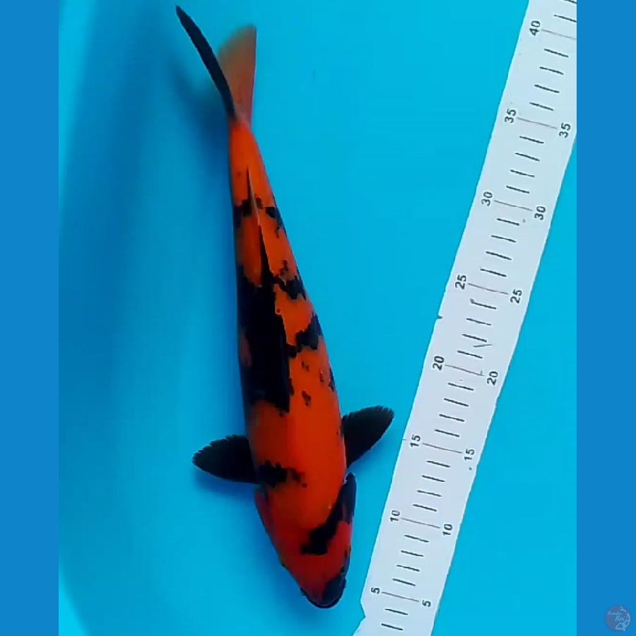 35cm utsuri tanpa pasir Male