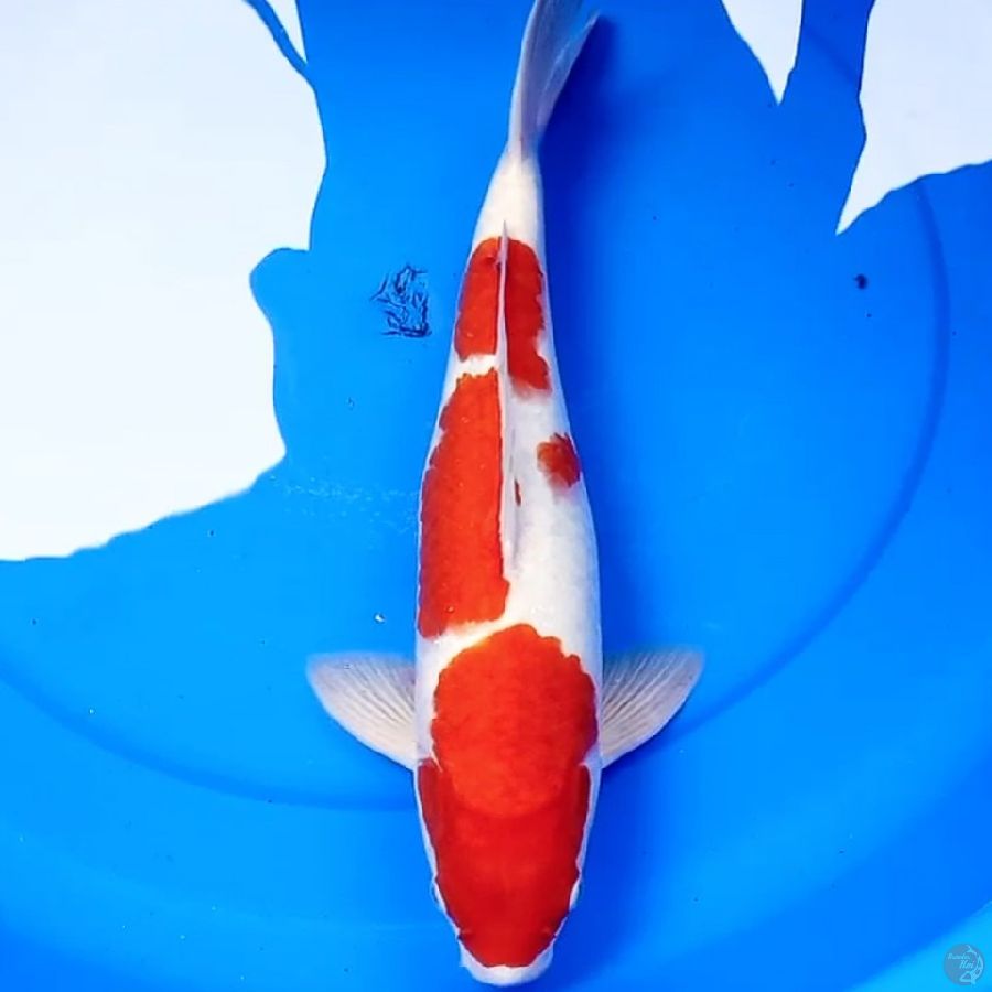 41cm BULKY KOHAKU