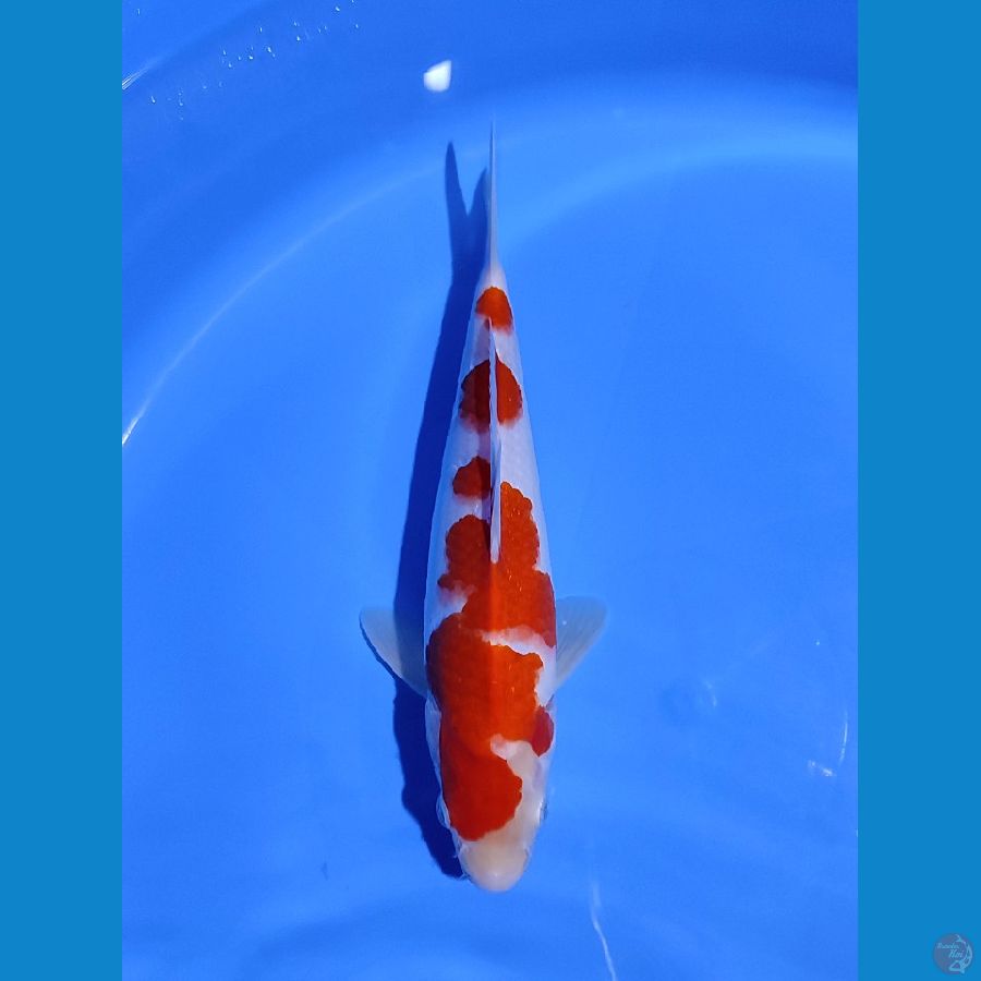 Kohaku skin halus