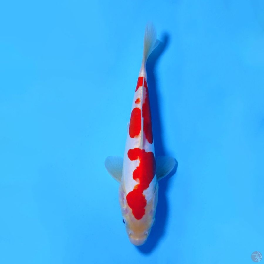 F23CM RED DOITSU KOHAKU ORIGINAL