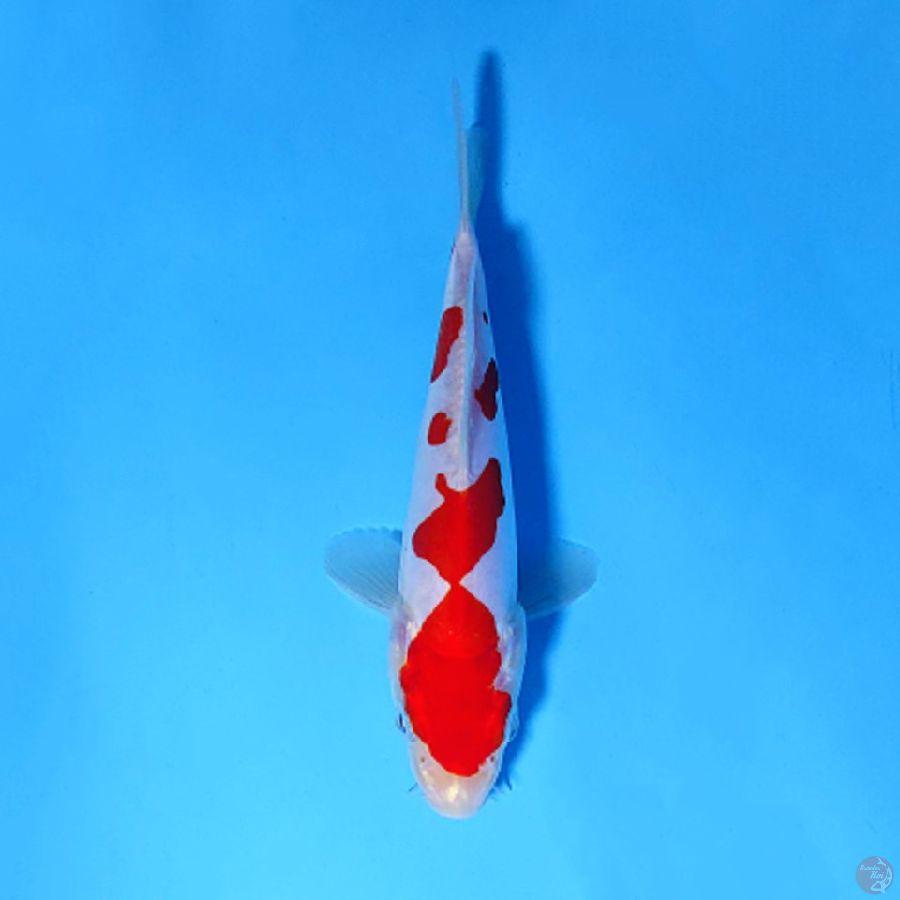 F17CM READY SHOW PURE DOITSU KOHAKU