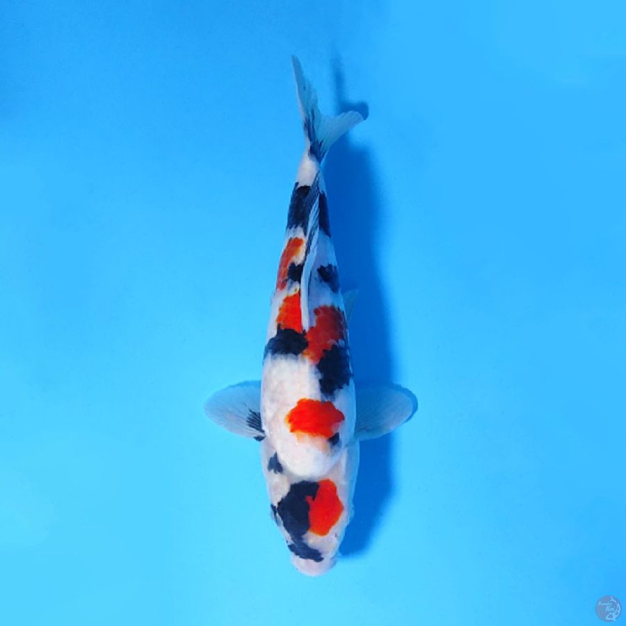 F25CM JITAI HIGH QUALITY CALON JAWARA KINDAI SHOWA