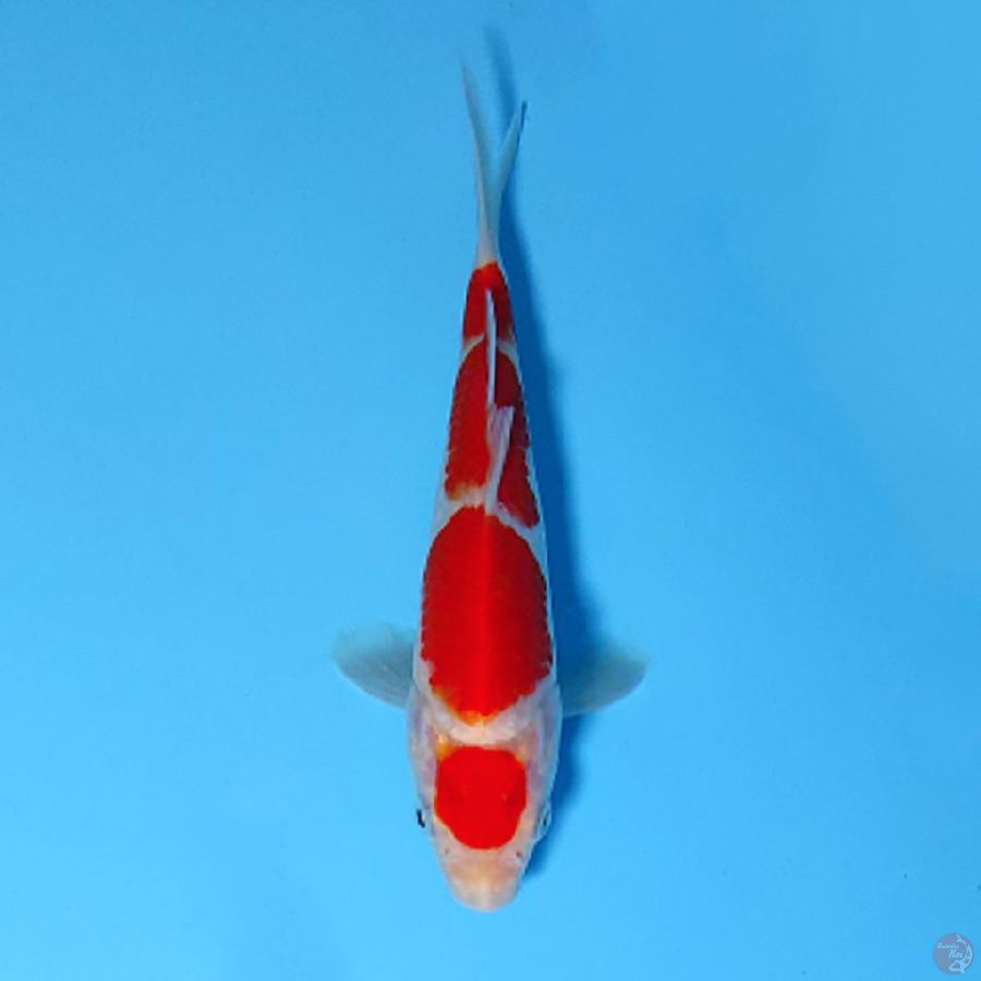 U15CM HQ MARUTEN KOHAKU GOOD SKIN
