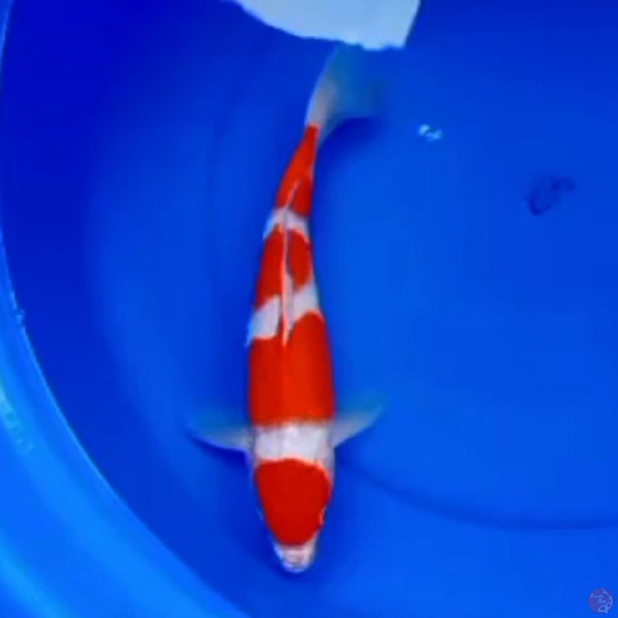 33cm YONDAN KOHAKU RED DEVIL