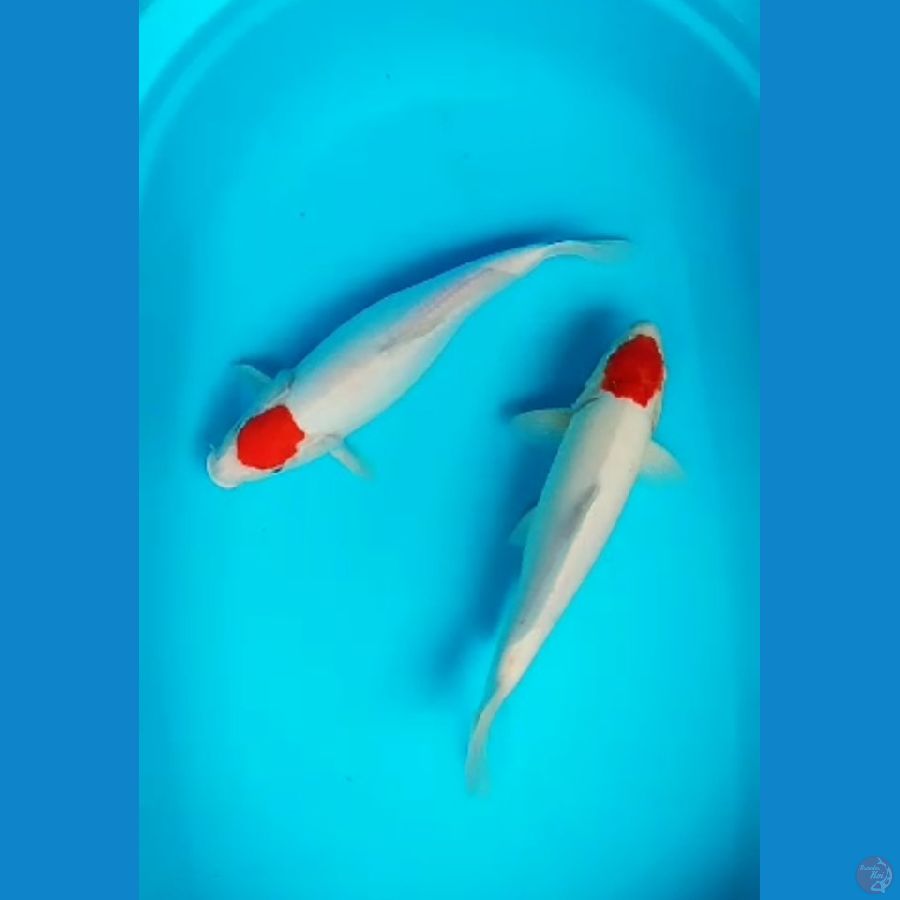 Tancho Kohaku 2 ekor Size 35cm