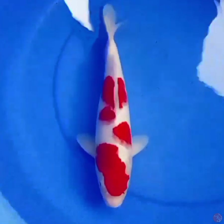 33cm KOHAKU SHOW QUALITY