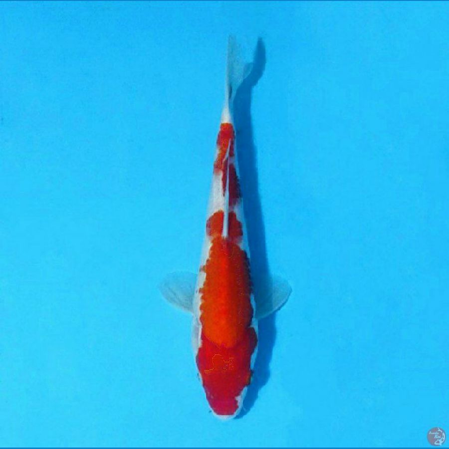 F25 KOHAKU ORI
