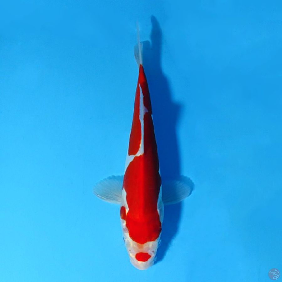 F20CM DOITSU MURNI KOHAKU