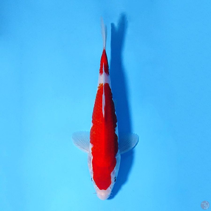 M22CM RED KOHAKU