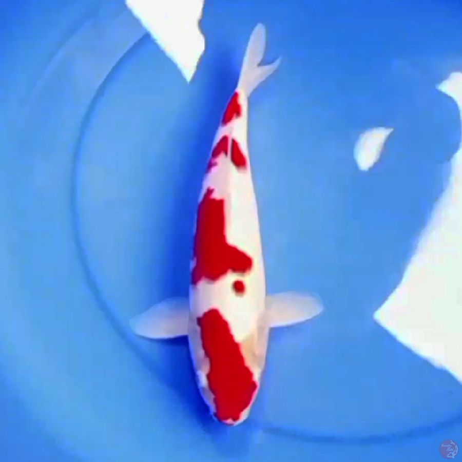 32cm F1 KOHAKU RED DEVILS