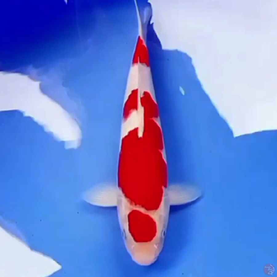 32cm SQ MARUTEN KOHAKU