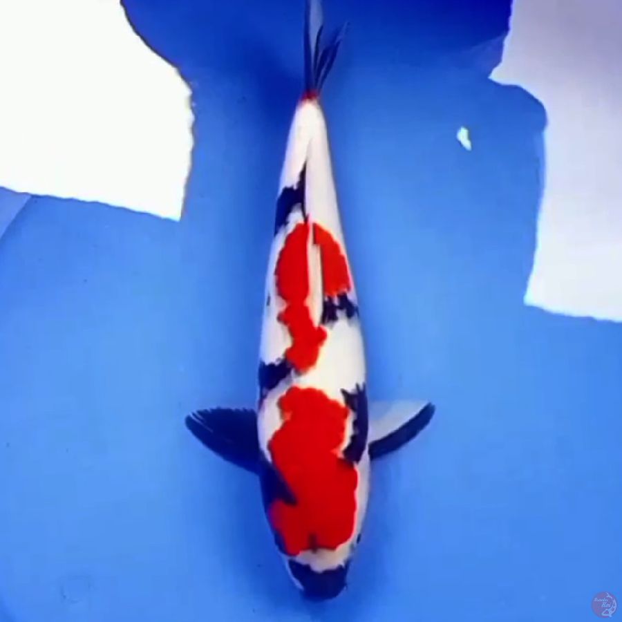 34cm KINDAI SHOWA SHOW QUALITY
