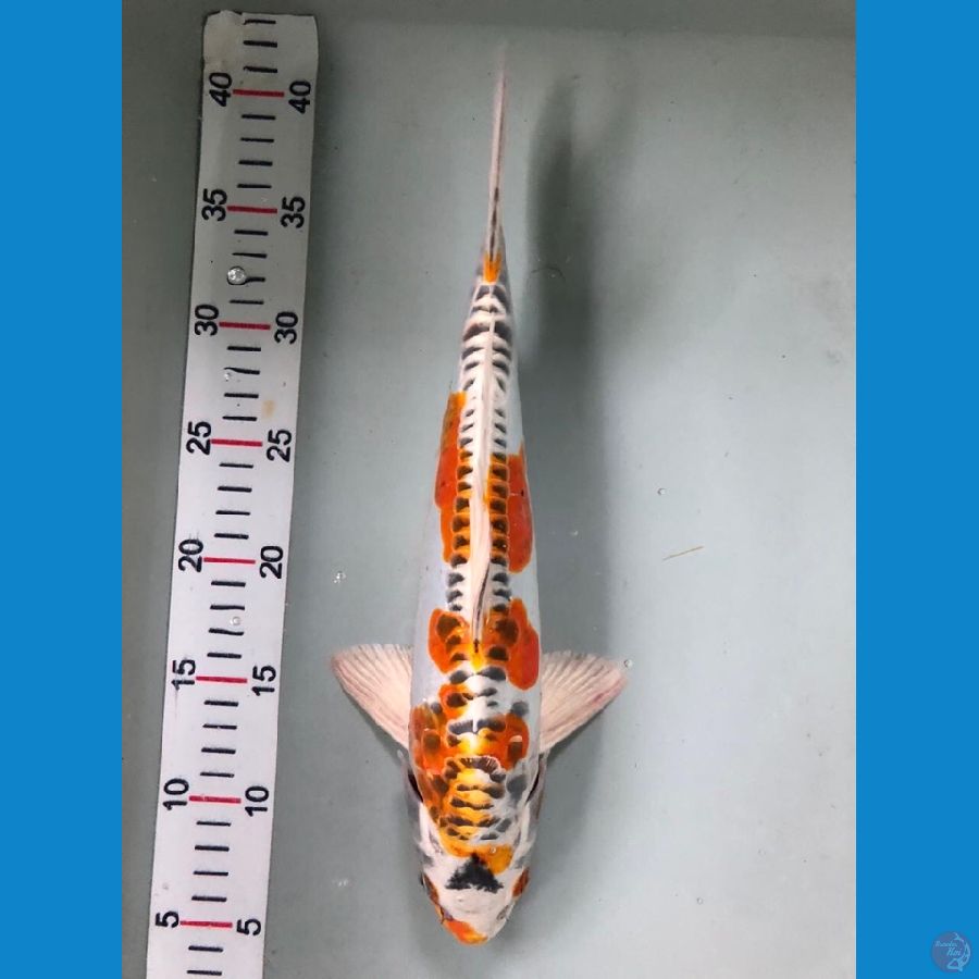 kiko 33cm
