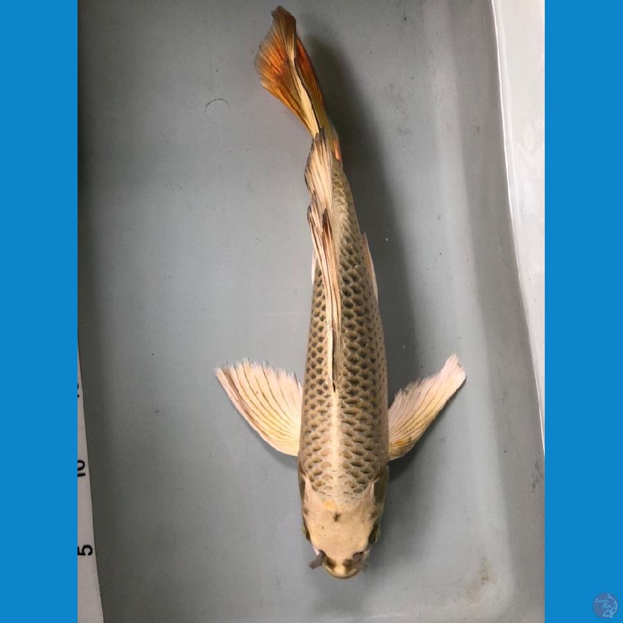 kumpay mukashi gold
