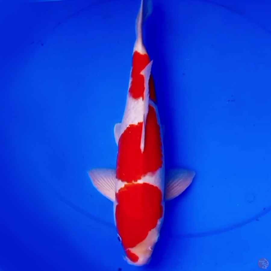 40cm SQ SANDAIME KOHAKU