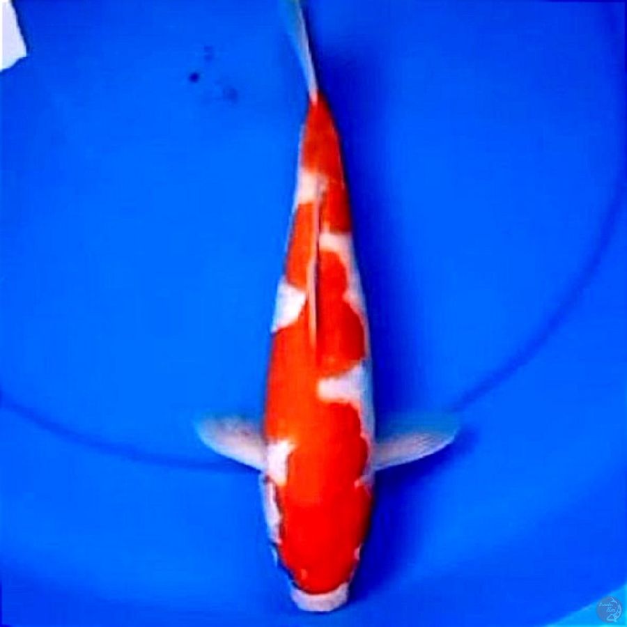 35cm INAZUMA KOHAKU BAGUS
