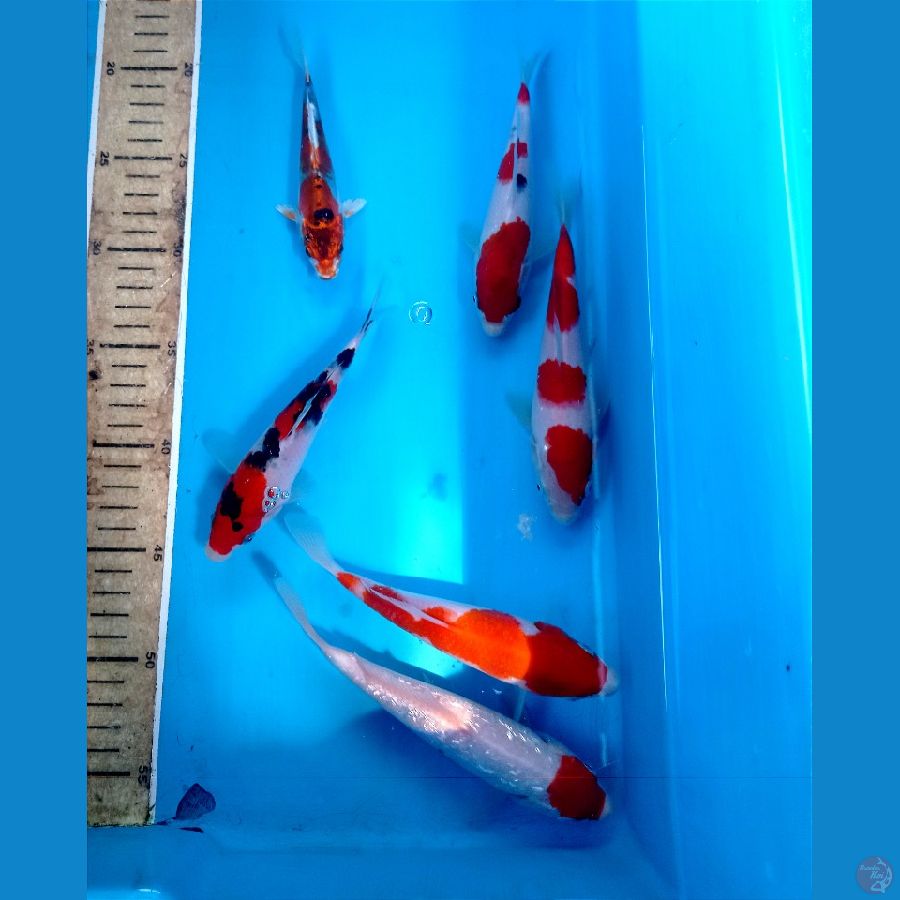 mix 13-17 cm