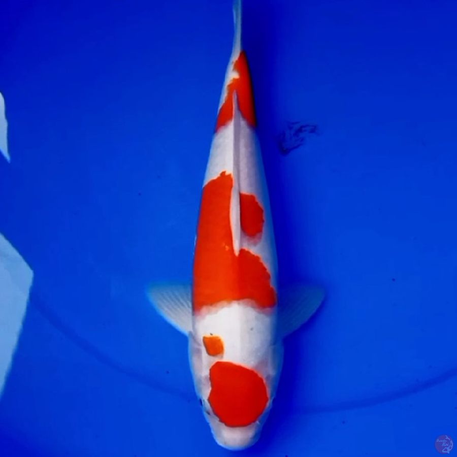 35cm MARUTEN KOHAKU HQ
