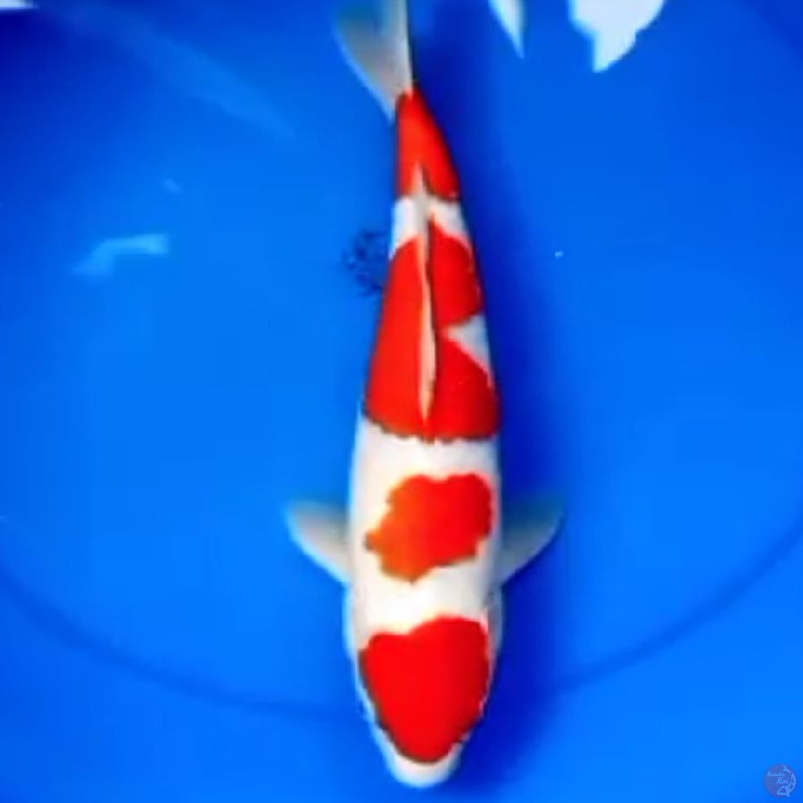 39cm KOHAKU 4SETEP